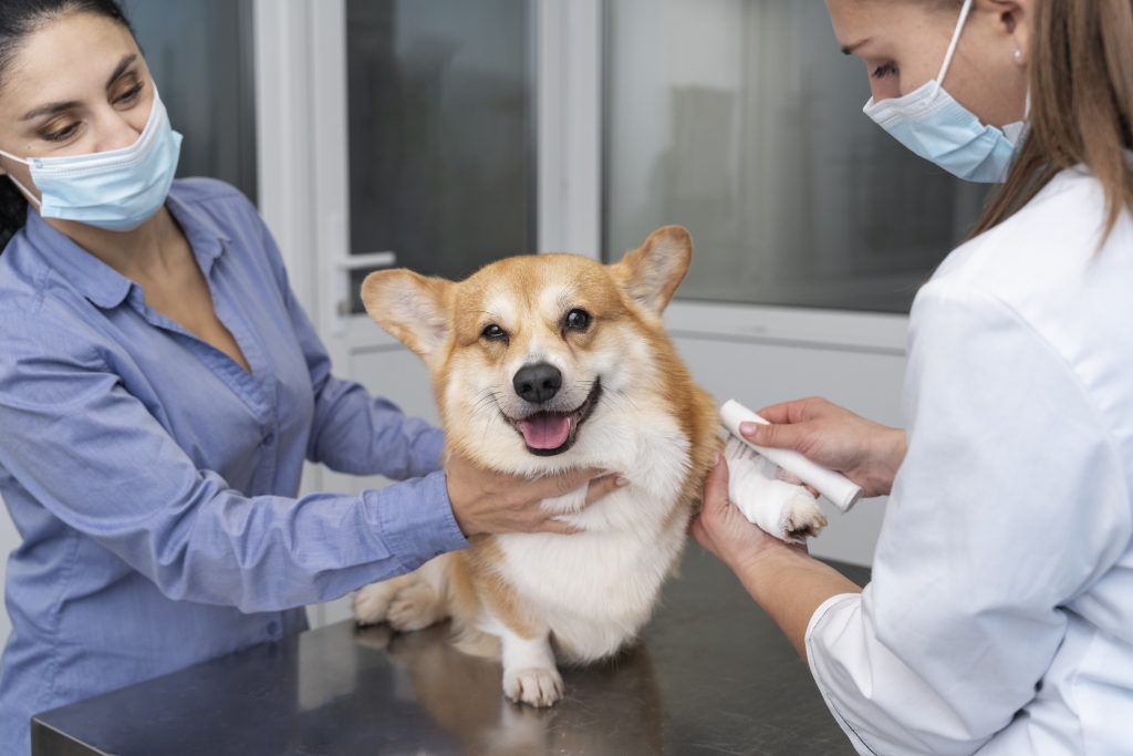 Dierenkliniek in hellevoetsluis